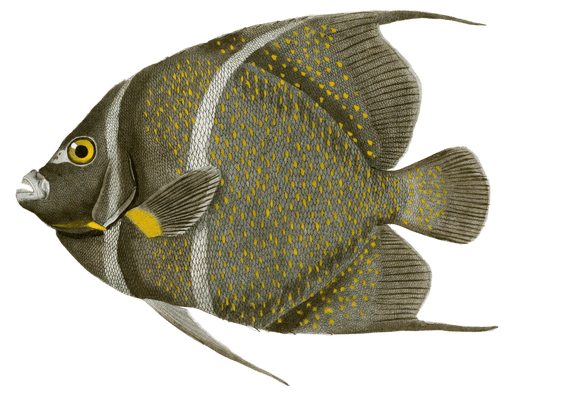 Pomacanthe A Ceinture Vintage Fish Illustrations In The Public Domain