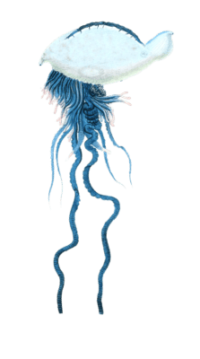 Portuguese Man Of War Bluebottle Vintage Jellyfish Illustrations In The Public Domain