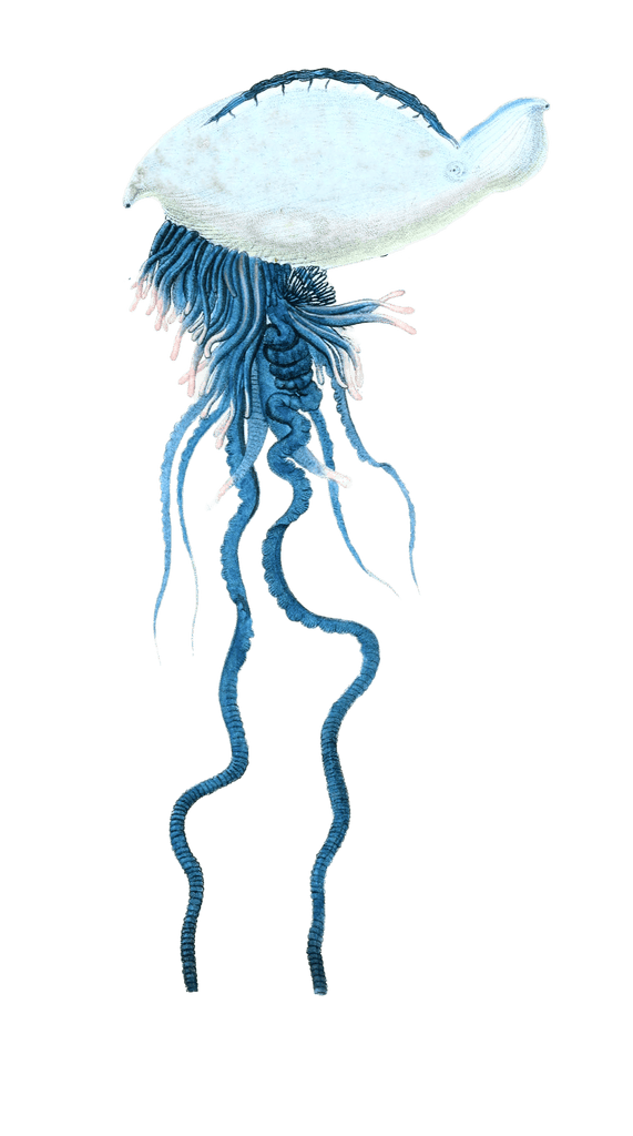 Portuguese Man Of War Bluebottle Vintage Jellyfish Illustrations In The Public Domain