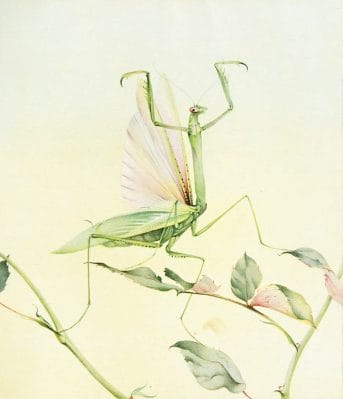 Praying Mantis Vintage Illustration Of Insects