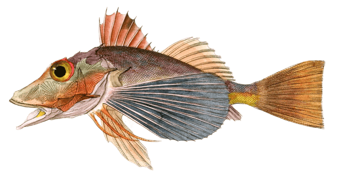 Prionote Chaussetrape Vintage Fish Illustrations In The Public Domain
