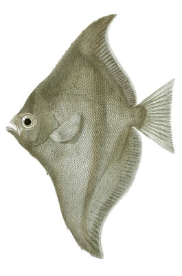 Psettus De Seba Vintage Fish Illustrations In The Public Domain