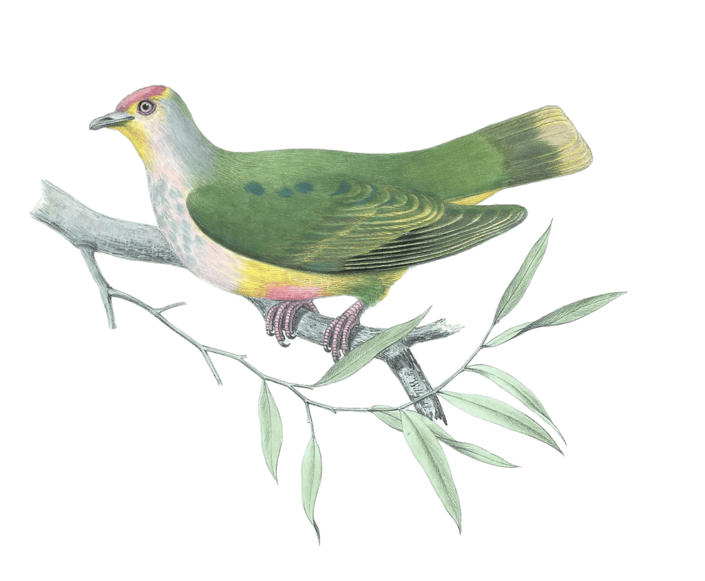 Ptilopus Flavicollis Vintage Dove Illustrations In The Public Domain