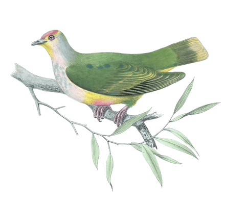 Ptilopus Flavicollis Vintage Dove Illustrations In The Public Domain