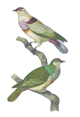 Ptilopus Mariae Vintage Dove Illustrations In The Public Domain