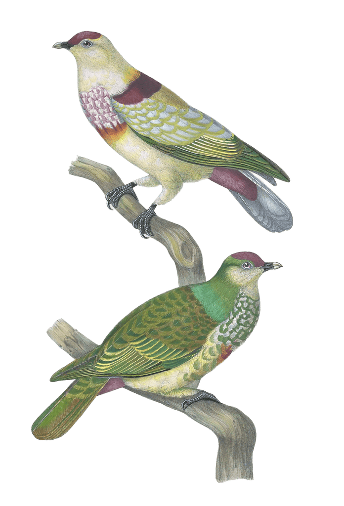 Ptilopus Mariae Vintage Dove Illustrations In The Public Domain