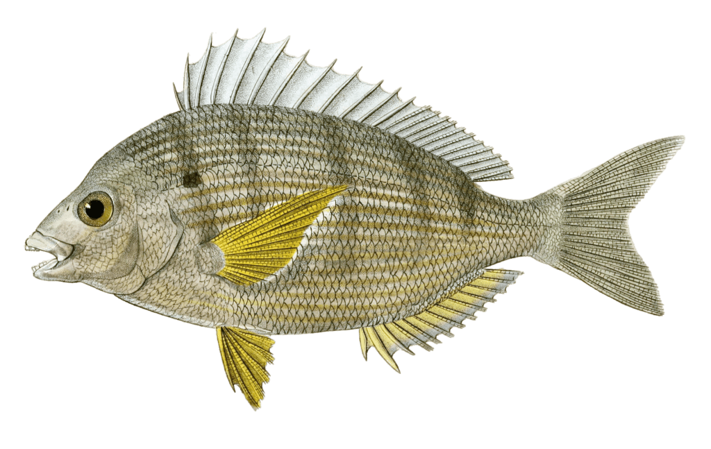 Puntazzo Commun Vintage Fish Illustrations In The Public Domain