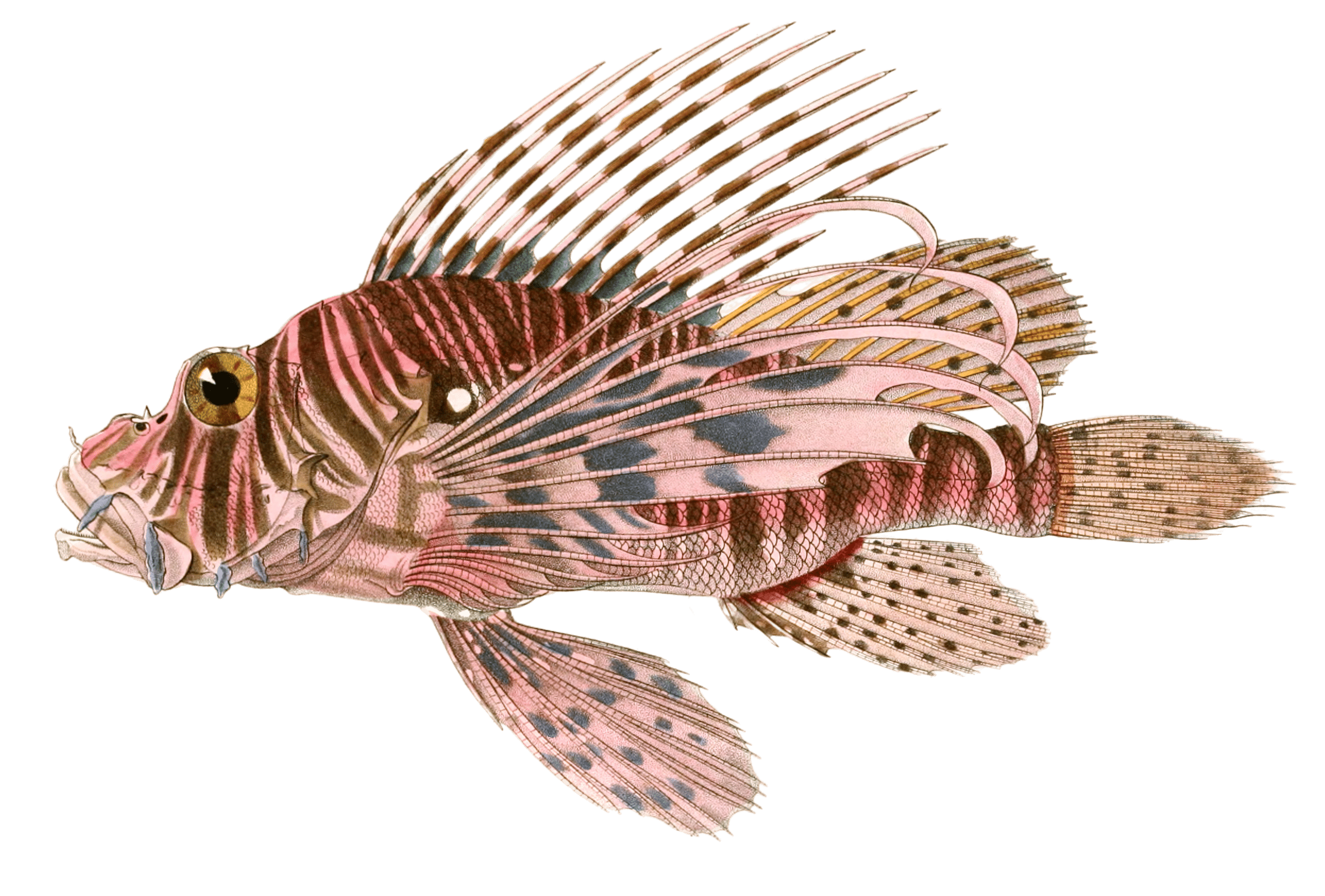 Trumpet Fish Vintage Illustration - Free Vintage Illustrations