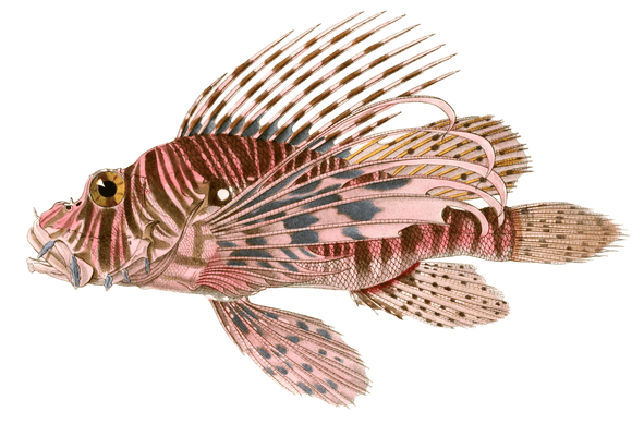 Red Lionfish Pterois Volant Vintage Fish Illustrations In The Public Domain