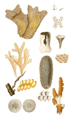 Retepore Dentelle Vintage Coral Illustrations In The Public Domain