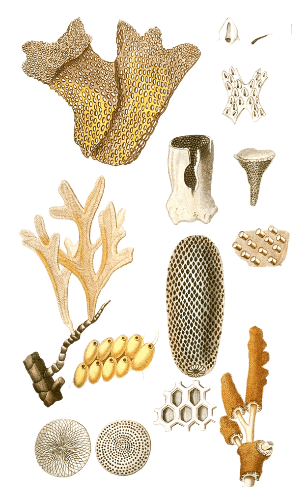 Retepore Dentelle Vintage Coral Illustrations In The Public Domain