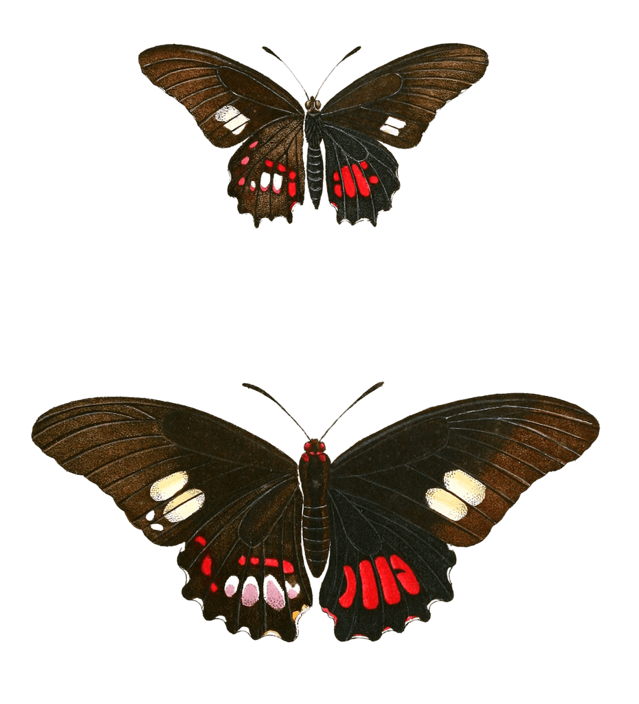 Ruby Spotted Swallowtail Anchifiades Vintage Butterfly Illustration