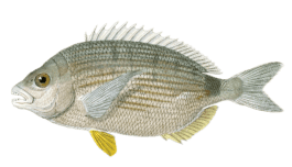 Sargue Sparaillon Vintage Fish Illustrations In The Public Domain