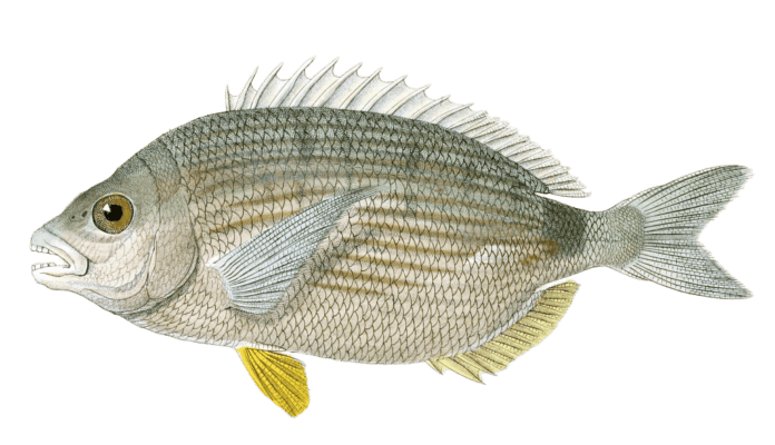 Sargue Sparaillon Vintage Fish Illustrations In The Public Domain
