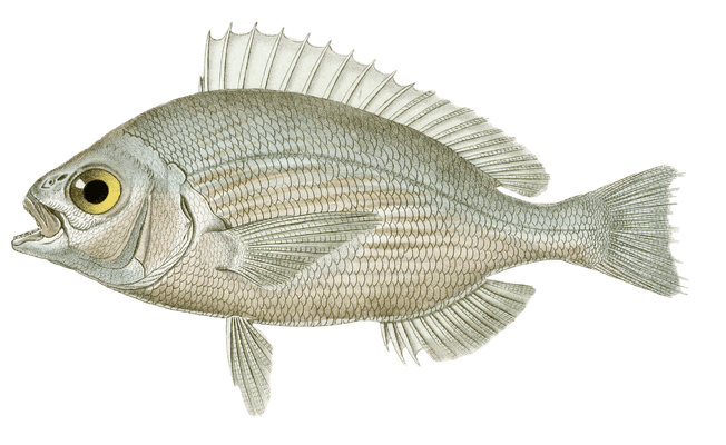 Scathare Gree Vintage Fish Illustrations In The Public Domain
