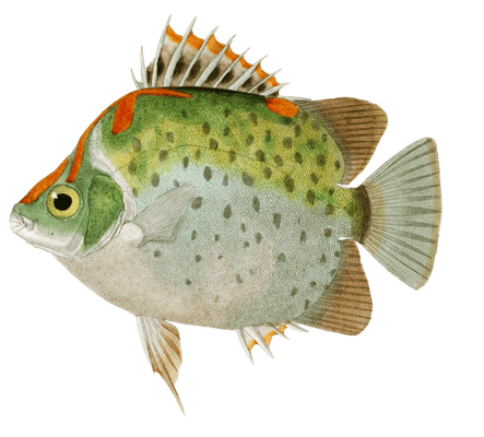 Scatophage Orne Vintage Fish Illustrations In The Public Domain