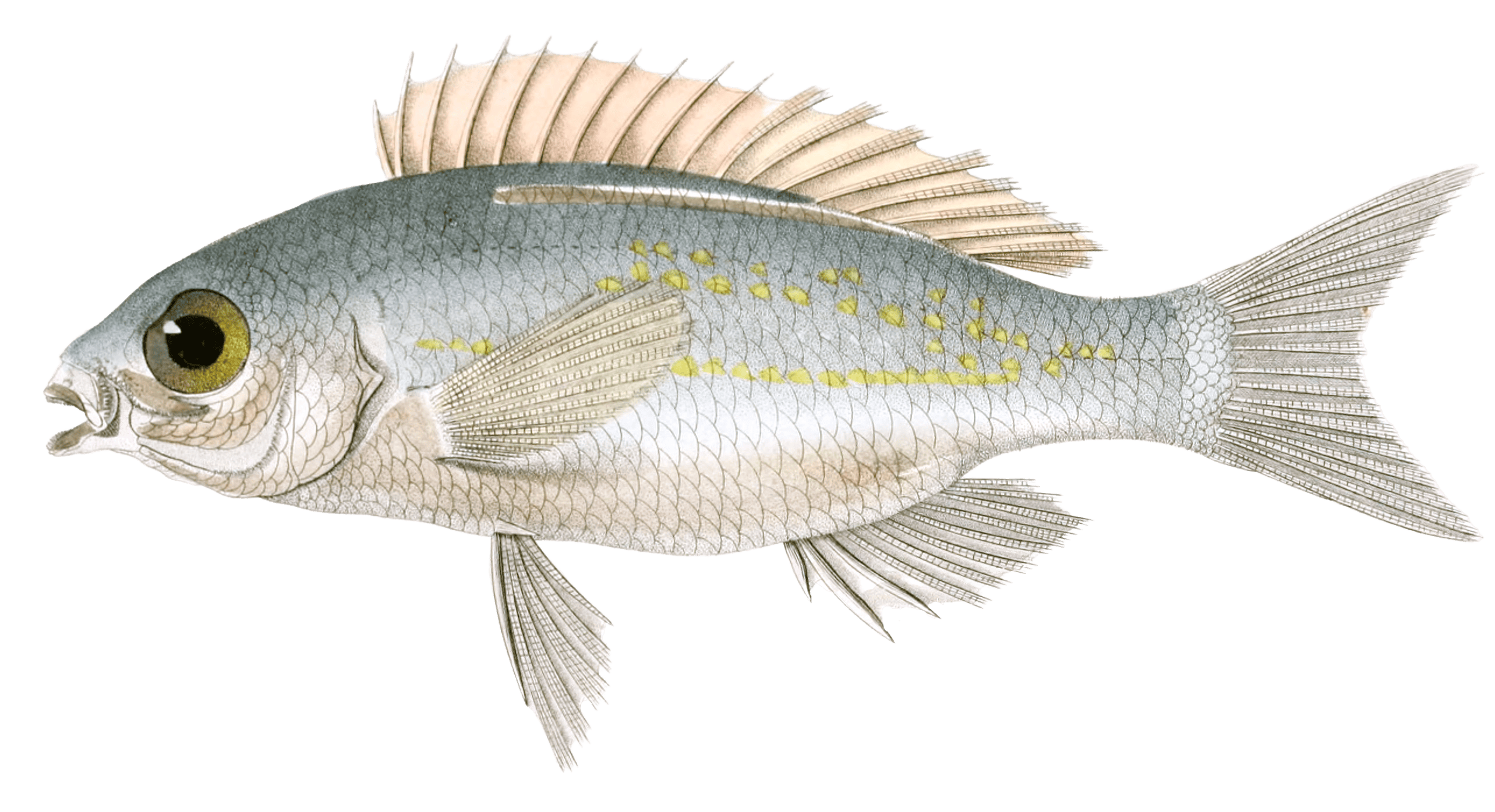 scolopside-a-maxillaire-epineux-vintage-fish-illustrations-in-the