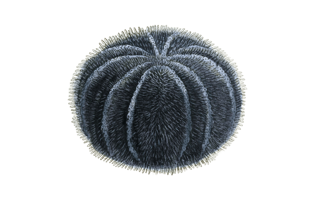 Sea Urchins Vintage Sea Life Illustrations In The Public Domain