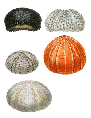 Sea Urchins Various Vintage Sea Life Illustrations In The Public Domain
