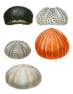 Sea Urchins Various Vintage Sea Life Illustrations In The Public Domain