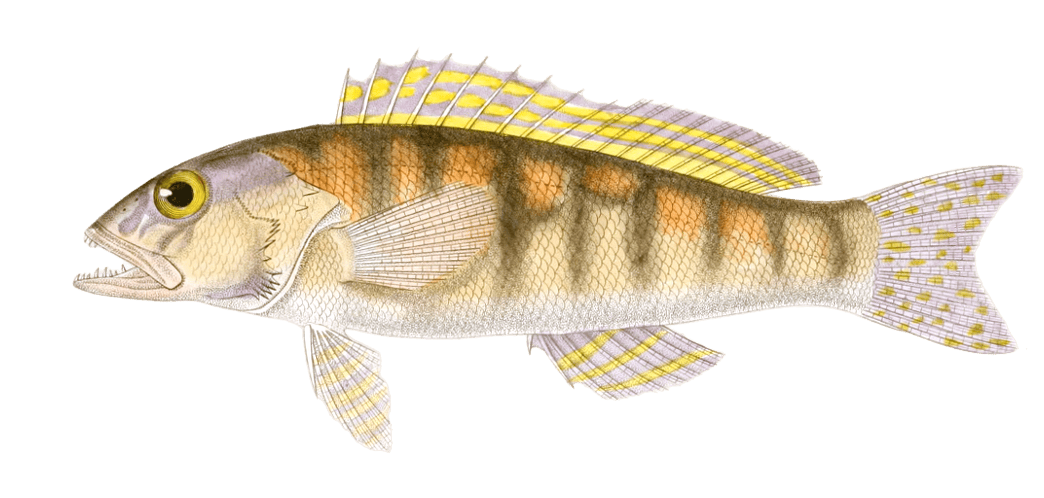 serran-a-deux-faisceaux-serranus-fascicu-vintage-fish-illustrations-in