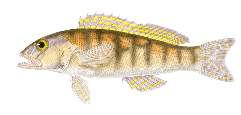 Serran A Deux Faisceaux Serranus Fascicu Vintage Fish Illustrations In The Public Domain