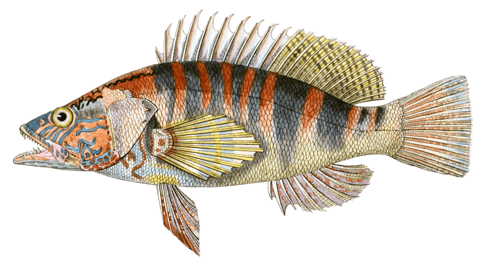 Serran Ecriture Serranus Scriba. N. Vintage Fish Illustrations In The Public Domain