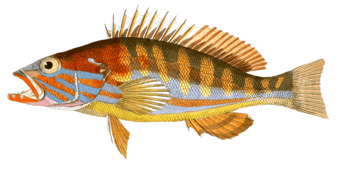 Serran Proprement Dit. Serranus Cabrilla. N. Vintage Fish Illustrations In The Public Domain