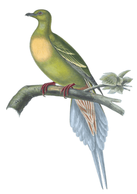 Sphenocercus Apicaudus Vintage Dove Illustrations In The Public Domain