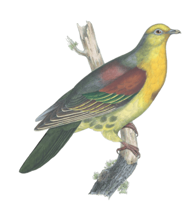 Sphenocercus Cantillans Vintage Dove Illustrations In The Public Domain