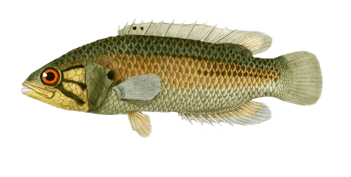 Spirobranche Du Cap Vintage Fish Illustrations In The Public Domain