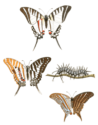 Spot Swordtail Papilion Protesilaus Nomius Marius Vintage Butterfly Illustration