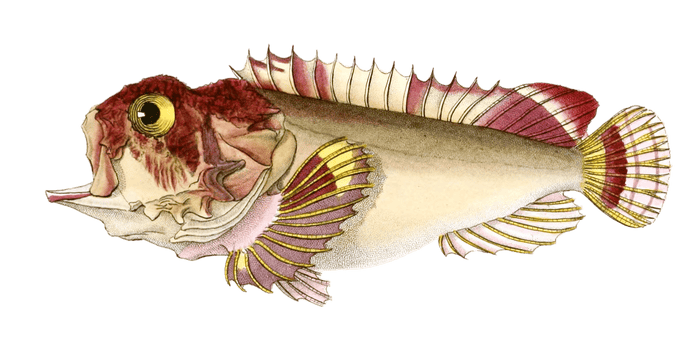 Synancee Rongee Vintage Fish Illustrations In The Public Domain