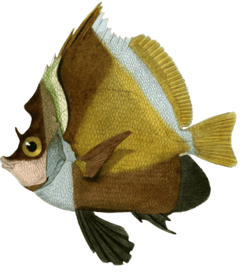 Taurichte Varie Vintage Fish Illustrations In The Public Domain