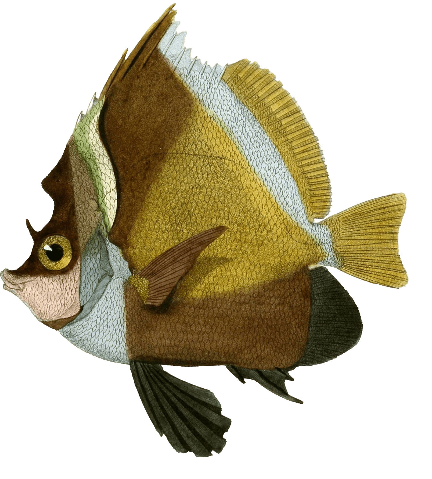 250+ gorgeous vintage fish illustrations to download free! - Free