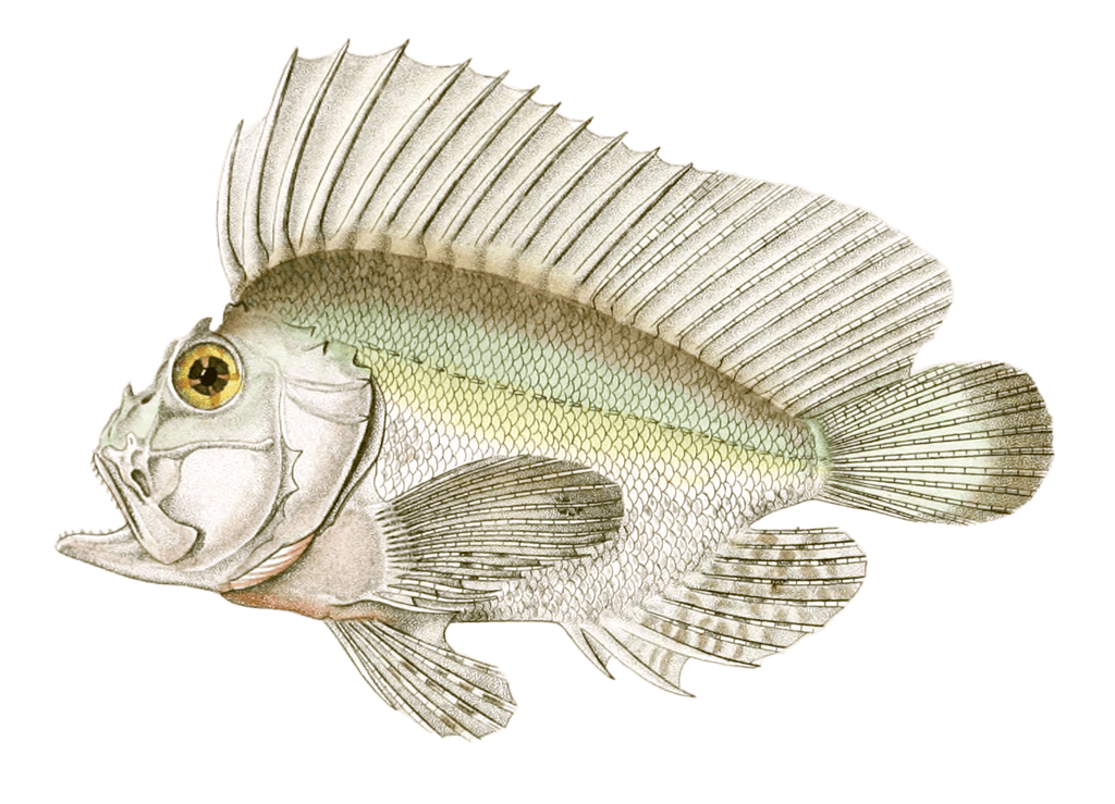 Tenianote Triacanthe Vintage Fish Illustrations In The Public Domain
