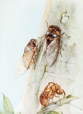 The Cicada Vintage Illustration Of Insects
