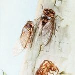 The Cicada Vintage Illustration Of Insects