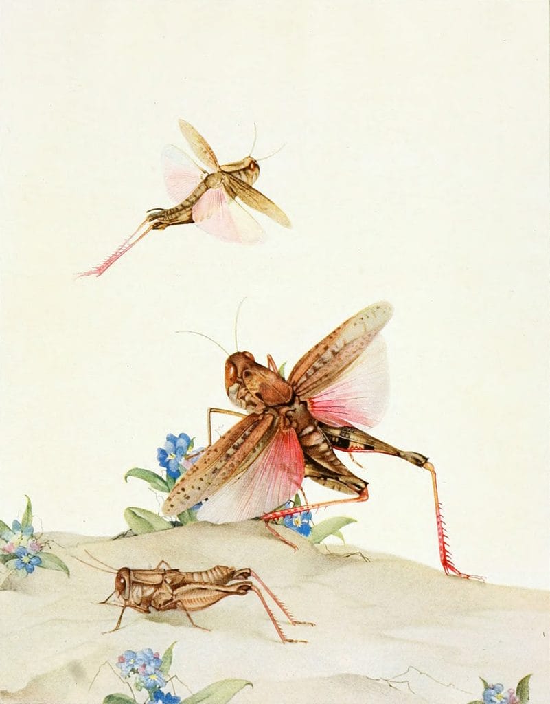 The Locusts Vintage Illustration Of Insects
