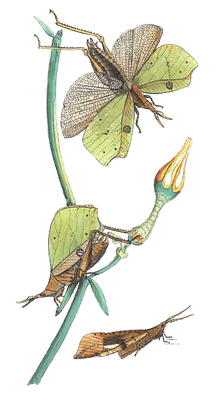 The Locusts Vintage Insect Illustration