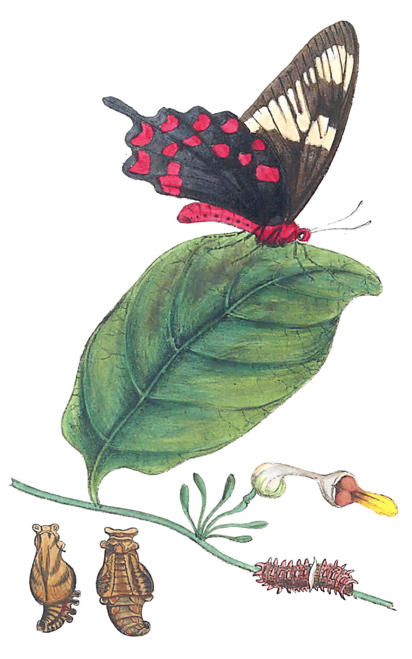 The Transformations Of Papilio Hector Illustrated Vintage Butterfly