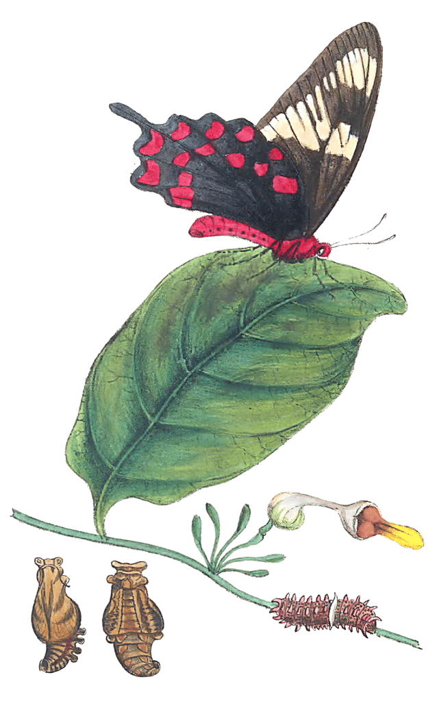 The Transformations Of Papilio Hector Illustrated Vintage Butterfly Illustration