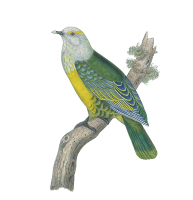 Thouarsiteron Diadema Vintage Dove Illustrations In The Public Domain