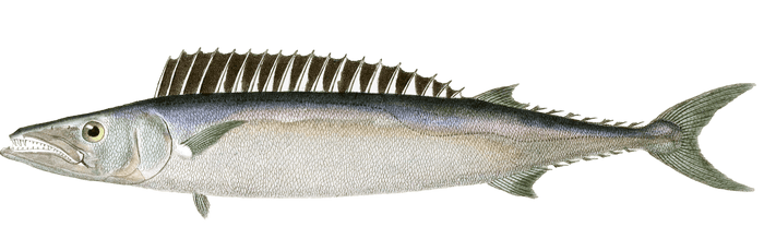 Thyrsite Atun Vintage Fish Illustrations In The Public Domain