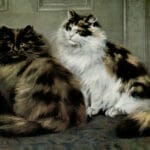 Tortoiseshell And Tortoisehell And White Persians Vintage Cat Illustrations In The Public Domain