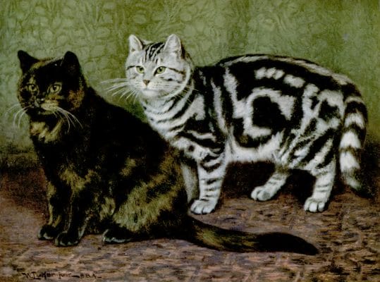 Vintage Cat Illustrations: Tortoiseshell Tom and Silver Tabby Short Haired Cats