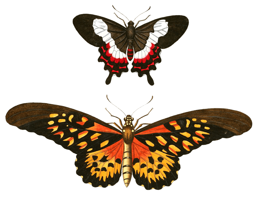 Tracking African Giant Swallowtail Pailion Afcanius Vintage Butterfly Illustration