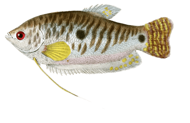 Trichopode Trichoptere Vintage Fish Illustrations In The Public Domain
