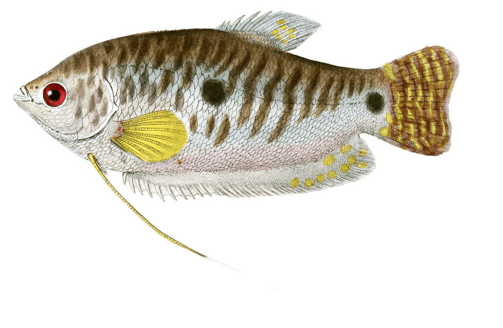 Trichopode Trichoptere Vintage Fish Illustrations In The Public Domain