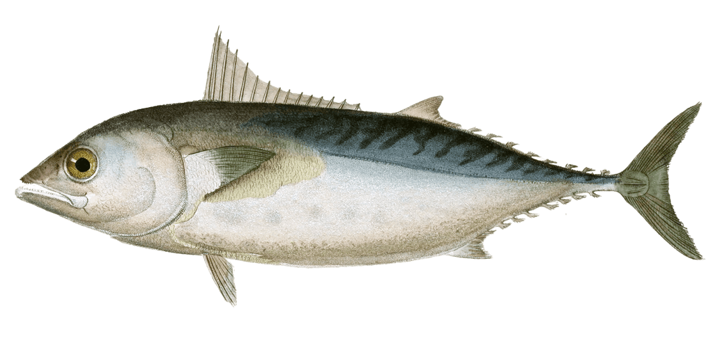 Tuna Thonine A Pectorales Courtes Vintage Fish Illustrations In The Public Domain
